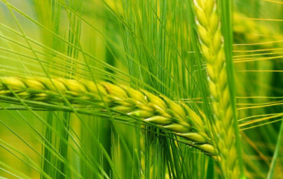 Olej z pšeničných klíčkov (Triticum ssp) Olej z pšeničných klíčkov (Triticum ssp)